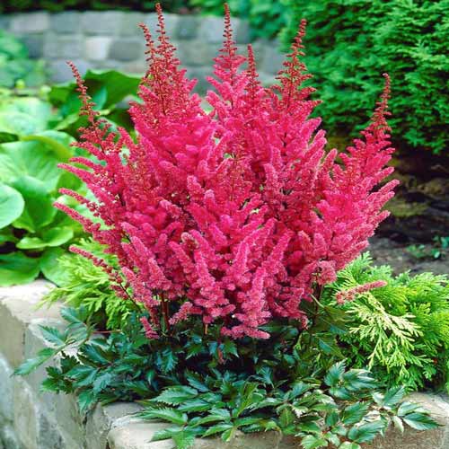 Астильба Монтгомери изображение 1 артикул 76025