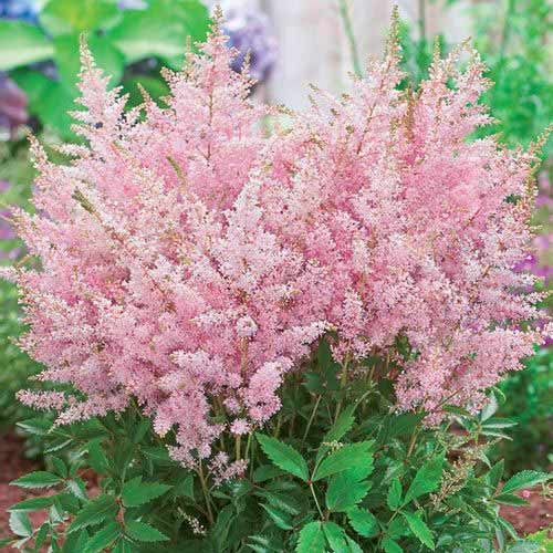 Астильба японская Пич Блоссом изображение 1 артикул 76180