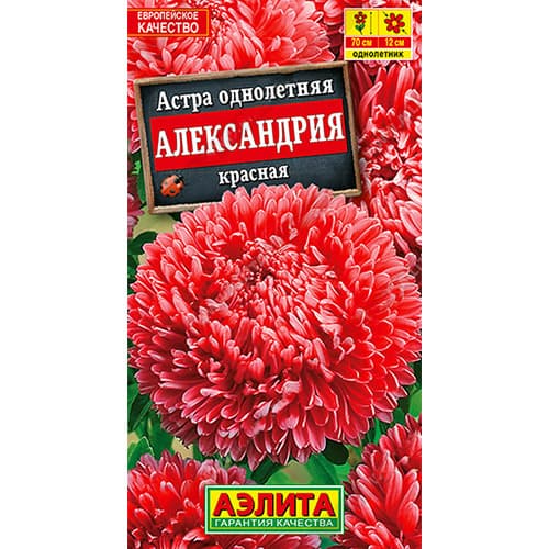 Астра Александрия красная Аэлита артикул фото 1 Астра Александрия красная Аэлита изображение 1 артикул 98836