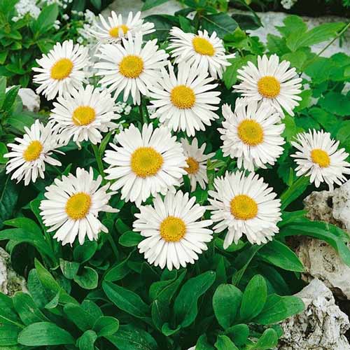 Астра альпийская Альбус изображение 1 артикул 68612