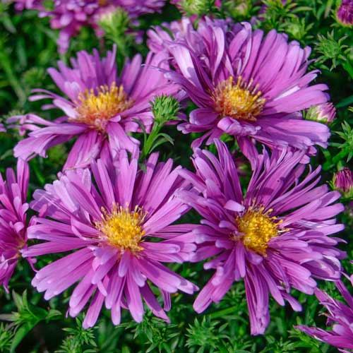 Астра альпийская Лила изображение 1 артикул 76372