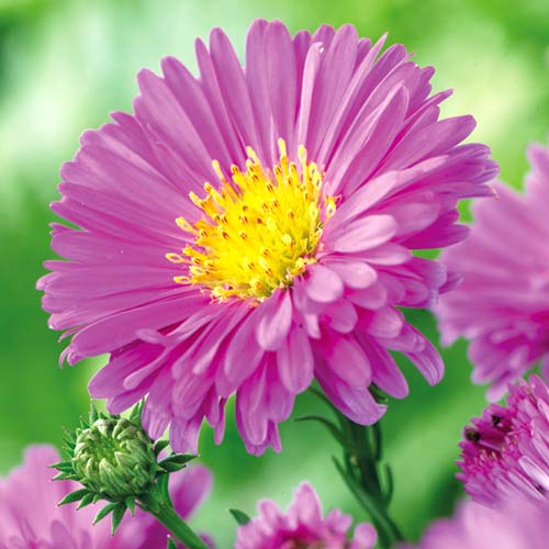 Астра альпийская Пинк изображение 1 артикул 76373