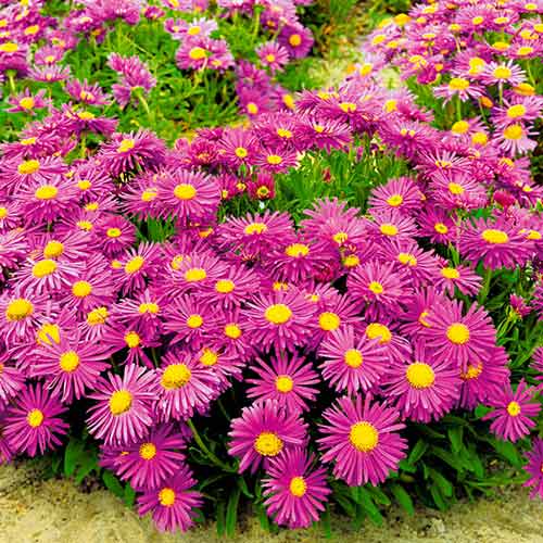 Астра альпийская Розеа артикул фото 1 Астра альпийская Розеа изображение 1 артикул 68613