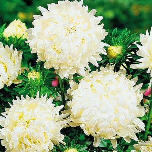 Астра Аполлония белая артикул фото 1 Астра Аполлония белая изображение 1 артикул 78106