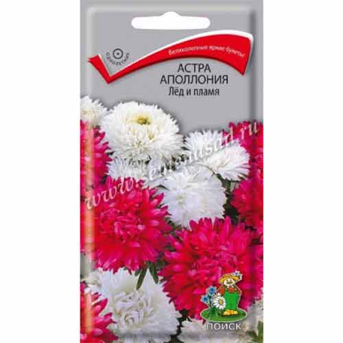 Астра Аполлония Лед и пламя Поиск артикул фото 1 Астра Аполлония Лед и пламя Поиск изображение 1 артикул 97861