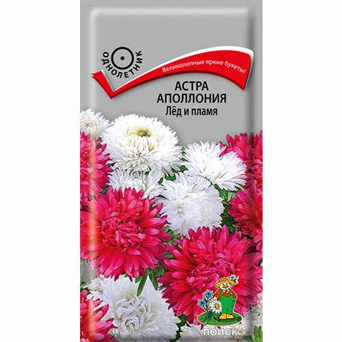 Астра Аполлония Лед и пламя, смесь окрасок Поиск изображение 1 артикул 82029
