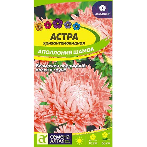 Астра Аполлония Шамоа Семена Алтая артикул фото 1 Астра Аполлония Шамоа Семена Алтая изображение 1 артикул 84789