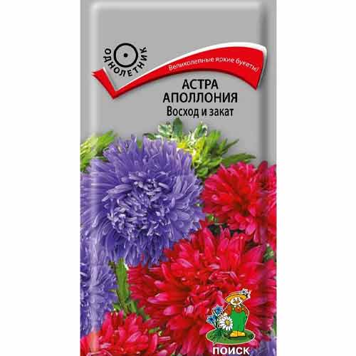 Астра Аполлония Восход и закат Поиск артикул фото 1 Астра Аполлония Восход и закат Поиск изображение 1 артикул 97860