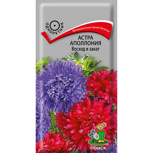 Астра Аполлония Восход и закат, смесь окрасок Поиск изображение 1 артикул 82027