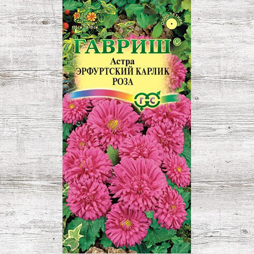 Астра Эрфуртский карлик Роза Гавриш изображение 1 артикул 82317