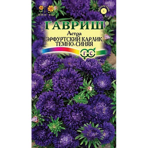 Астра Эрфуртский карлик Темно-синяя, семена артикул фото 1 Астра Эрфуртский карлик Темно-синяя, семена изображение 1 артикул 91949