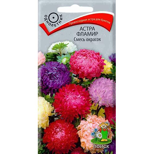 Астра Фламир, смесь окрасок артикул фото 1 Астра Фламир, смесь окрасок изображение 1 артикул 92886