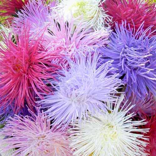 Астра Гигантские лучи, смесь окрасок изображение 1 артикул 66154