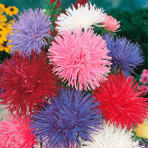 Астра Гремлин, смесь окрасок артикул фото 1 Астра Гремлин, смесь окрасок изображение 1 артикул 65788