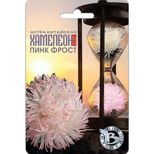 Астра Хамелеон SELECT Пинк Фрост, семена артикул фото 1 Астра Хамелеон SELECT Пинк Фрост, семена изображение 1 артикул 91559