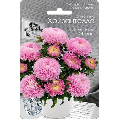 Астра Хризантелла Элвис, семена артикул фото 1 Астра Хризантелла Элвис, семена изображение 1 артикул 91570