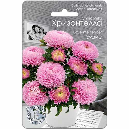 Астра Хризантелла Элвис Биотехника изображение 1 артикул 82683