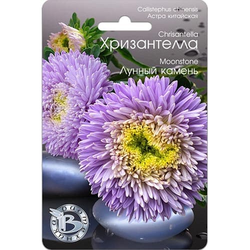 Астра Хризантелла Лунный камень, семена изображение 1 артикул 91564