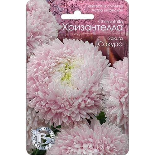 Астра Хризантелла Сакура, семена изображение 1 артикул 91566