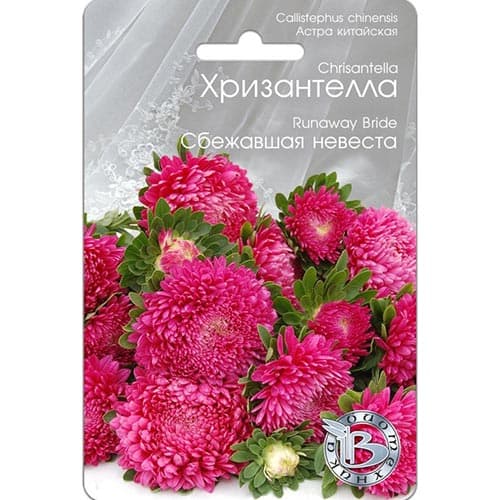 Астра Хризантелла Сбежавшая невеста, семена изображение 1 артикул 91567