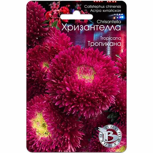 Астра Хризантелла Тропикана Биотехника артикул фото 1 Астра Хризантелла Тропикана Биотехника изображение 1 артикул 82681
