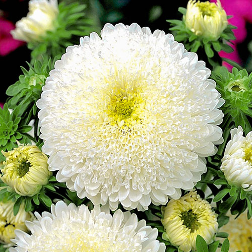 Астра Жасмин Premium Seeds изображение 1 артикул 83884