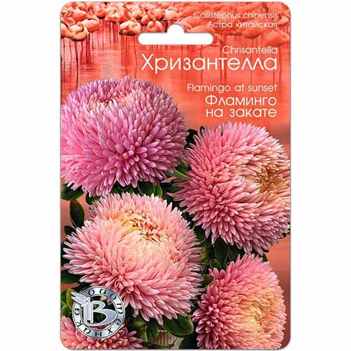 Астра китайская Хризантелла Фламинго на закате Биотехника изображение 1 артикул 74068