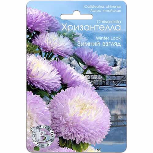 Астра Хризантелла Зимний взгляд Биотехника изображение 1 артикул 74063
