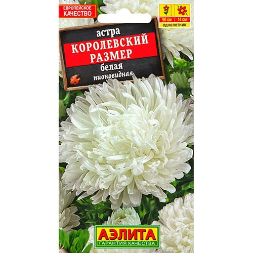 Астра Королевский размер белая Аэлита артикул фото 1 Астра Королевский размер белая Аэлита изображение 1 артикул 98829