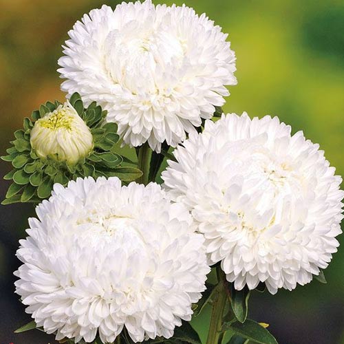 Астра китайская Леди Коралл белая изображение 1 артикул 87431