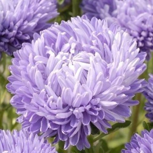 Астра китайская Леди Коралл голубая изображение 1 артикул 74783