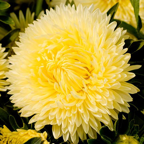 Астра китайская Леди Коралл желтая изображение 1 артикул 74784