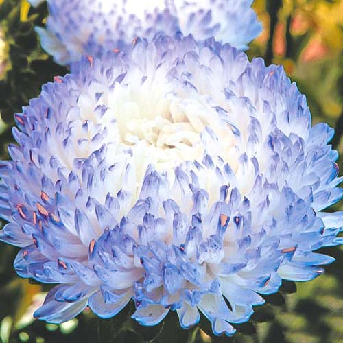 Астра китайская Старый замок SELECT Серебряный изображение 1 артикул 74059