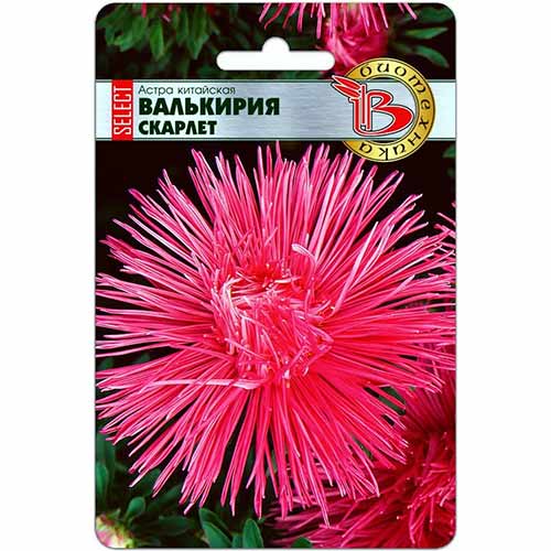 Астра китайская Валькирия селект Скарлет Биотехника изображение 1 артикул 74790