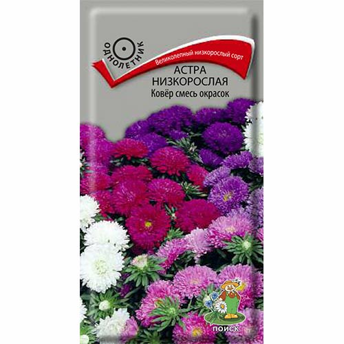 Астра Ковер, смесь окрасок Поиск изображение 1 артикул 82052