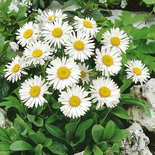 Астра кустарниковая Кристина изображение 1 артикул 68617