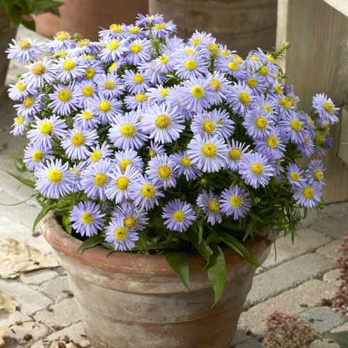 Астра кустарниковая Леди ин Блю изображение 1 артикул 68618