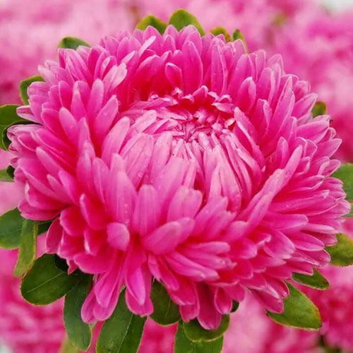 Астра Леди Корал Пинк Premium Seeds изображение 1 артикул 83881