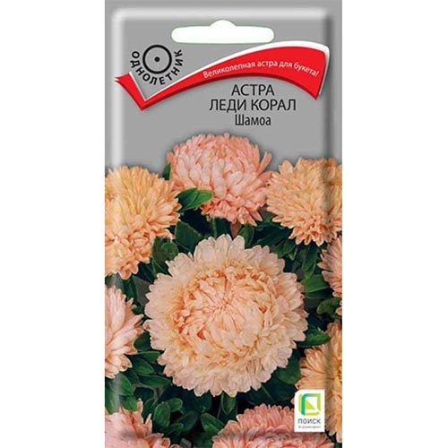 Астра Леди Корал Шамоа, семена артикул фото 1 Астра Леди Корал Шамоа, семена изображение 1 артикул 92881