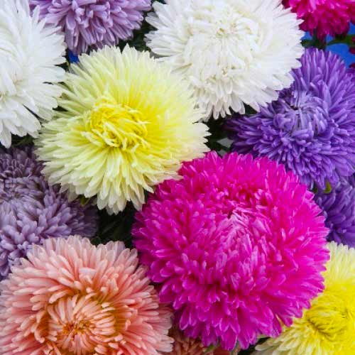 Астра Леди Корал, смесь окрасок артикул фото 1 Астра Леди Корал, смесь окрасок изображение 1 артикул 65794