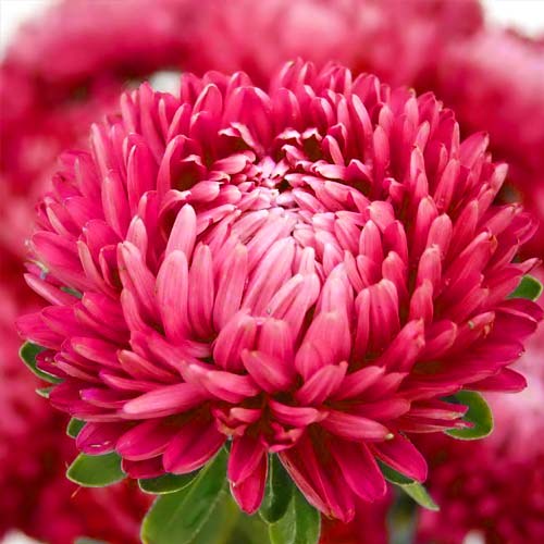 Астра Леди Корал темно-красная, семена изображение 1 артикул 66010