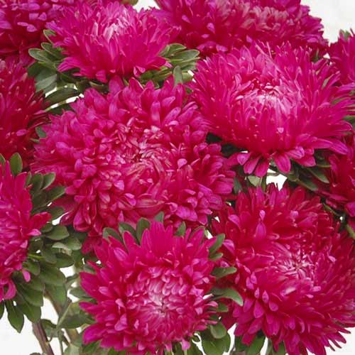 Астра Леди Корал темно-красная, семена изображение 3 артикул 66010