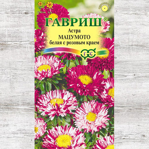 Астра Мацумото белая с розовым краем Гавриш артикул фото 1 Астра Мацумото белая с розовым краем Гавриш изображение 1 артикул 71118