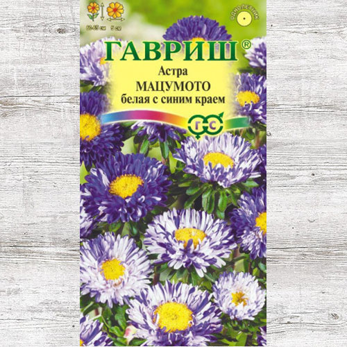 Астра Мацумото белая с синим краем Гавриш изображение 1 артикул 71119