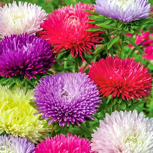 Астра Махровая радуга, смесь окрасок изображение 1 артикул 78115