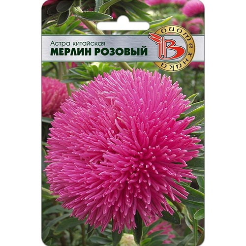 Астра Мерлин Розовый, семена артикул фото 1 Астра Мерлин Розовый, семена изображение 1 артикул 91548