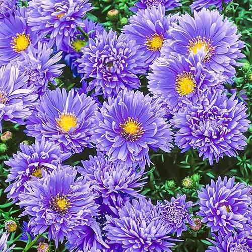 Астра новобельгийская Блю изображение 2 артикул 76174