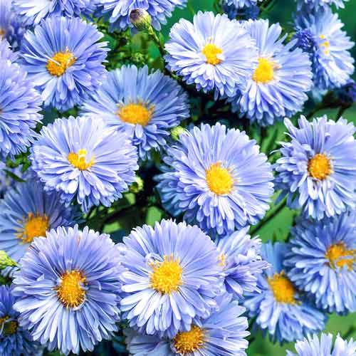 Астра новобельгийская Мария Баллард изображение 1 артикул 68620