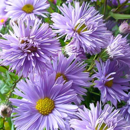 Астра новобельгийская Нэнси Баллард изображение 1 артикул 68619