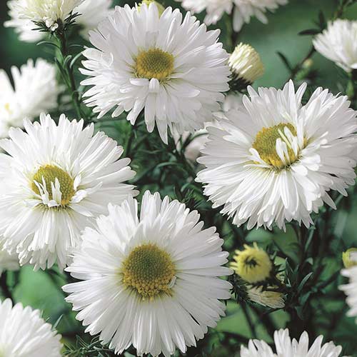 Астра новобельгийская Вайт изображение 1 артикул 76177